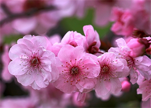 三月桃花艳