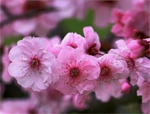 桃花