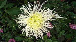 菊花